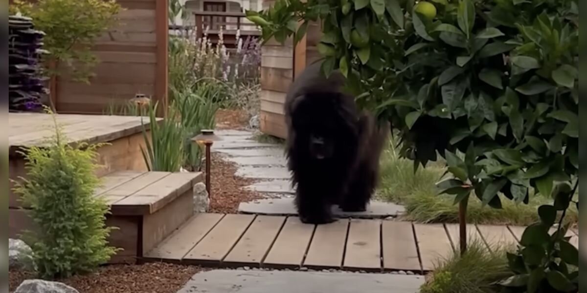 Neighbors Saw A 'Bear' In Her Yard — Then They Realized The Adorable Truth