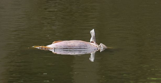 Dead fish floating in Moss Side lake near Persimmon Homes Poppy Fields estate in Maghull. 
