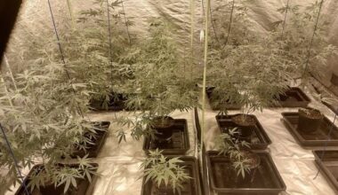 Man and woman arrested after large cannabis factory found in Hillsborough