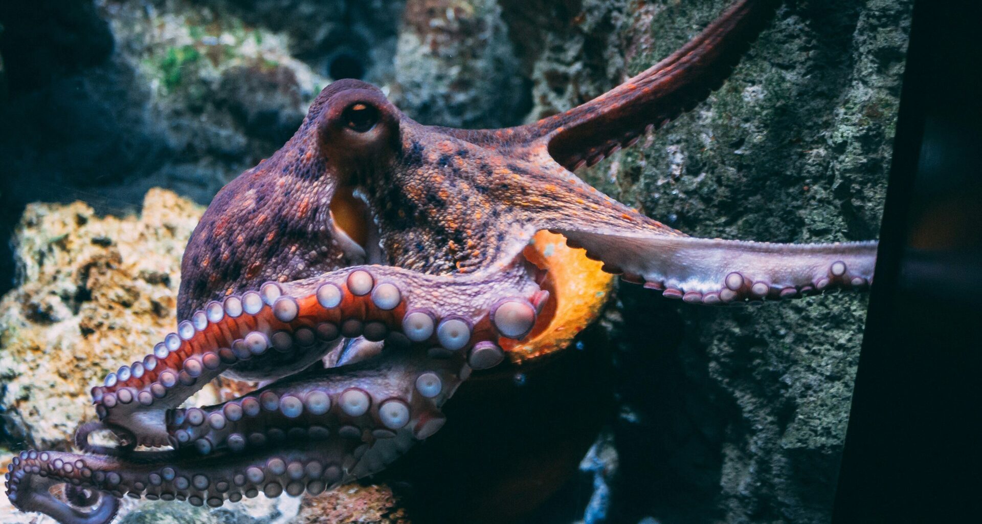 The rubber hand illusion works on octopuses too