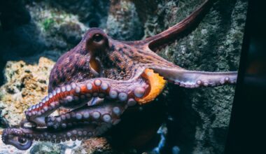 The rubber hand illusion works on octopuses too