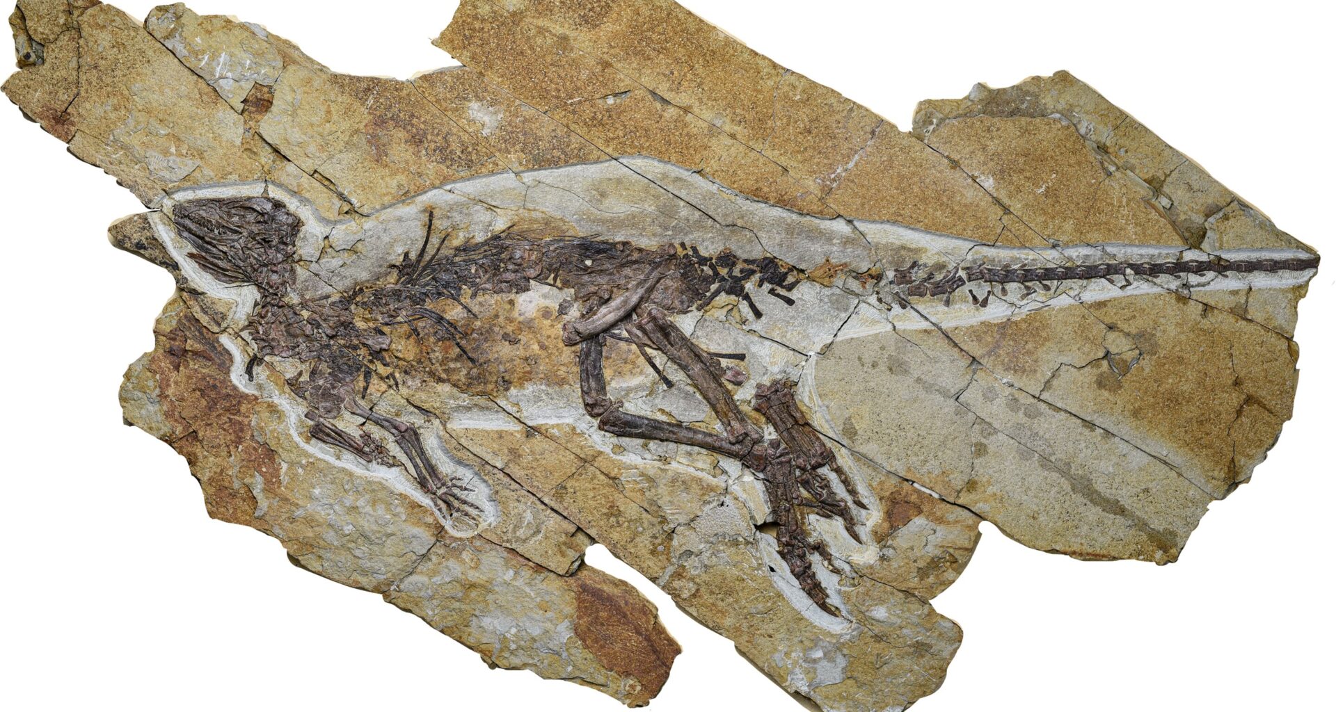 A new dinosaur species discovered in China didn't roar, it chirped like a bird