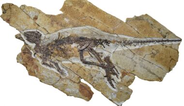 A new dinosaur species discovered in China didn't roar, it chirped like a bird
