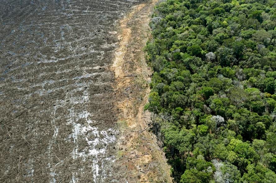 Will The EU Postpone Its Deforestation Law, Yet Again?