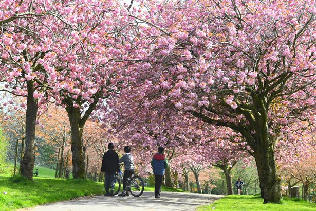 Cherry Blossom trees in full bloom at Wavertree Botanic Gardens
