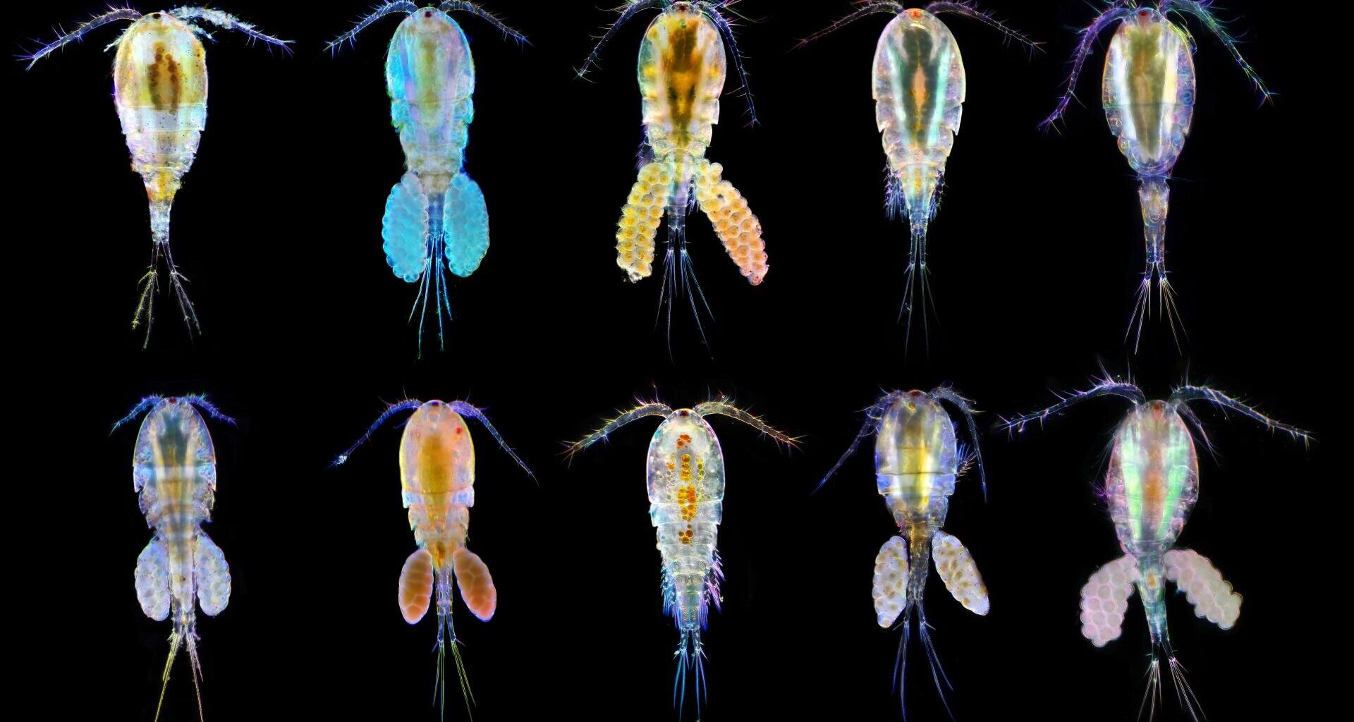 Tiny ocean crustaceans use genetic and epigenetic tools to weather climate change