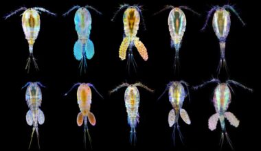 Tiny ocean crustaceans use genetic and epigenetic tools to weather climate change