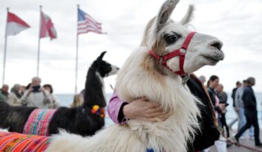 This fuzzy animal friend may be the key to treating schizophrenia