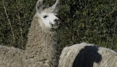 How llamas could change the way we treat schizophrenia - The Independent