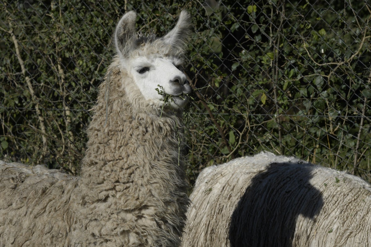 How llamas could change the way we treat schizophrenia - The Independent