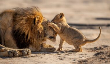 Everything you need to know about the new wildlife series