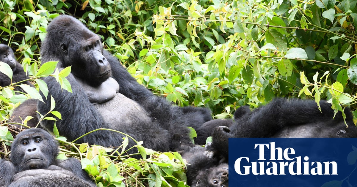 Gorilla habitats and pristine forest at risk as DRC opens half of country to oil and gas drilling bids | Oil