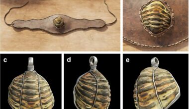 Ancient Romans likely used extinct sea creature fossils as amulets