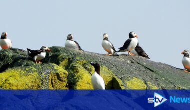 Berwick Bank: Offshore wind farm poses 'devastating' threat to seabirds, conservationists warn