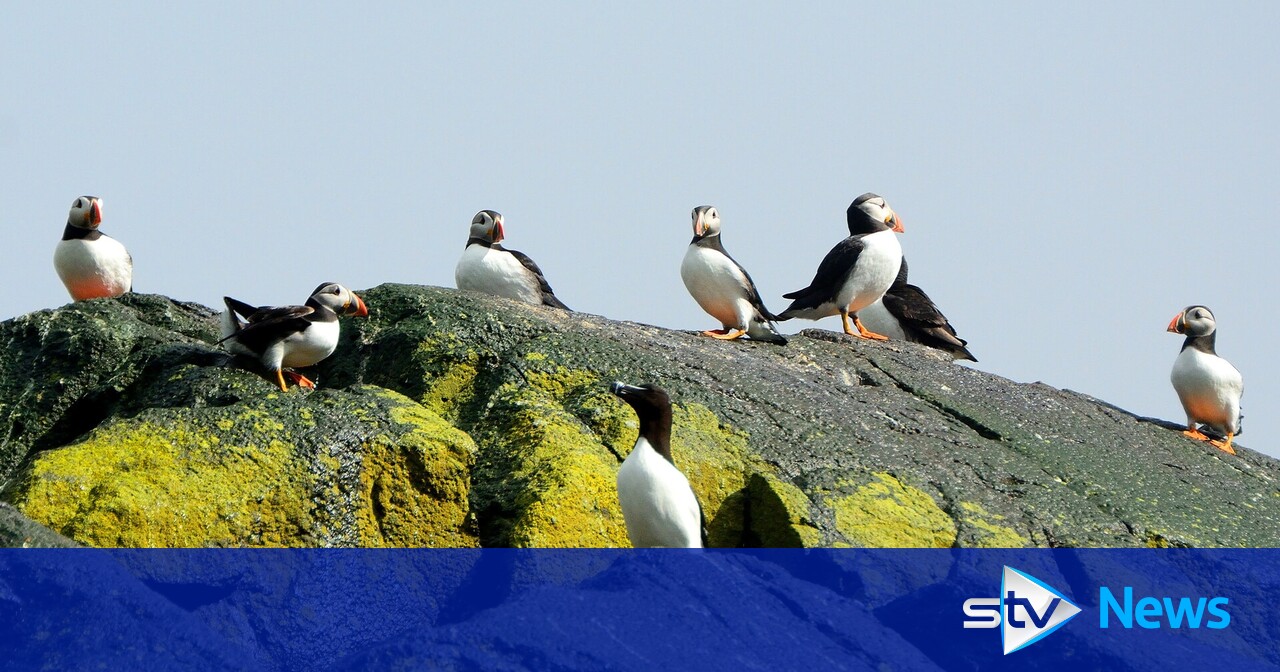 Berwick Bank: Offshore wind farm poses 'devastating' threat to seabirds, conservationists warn