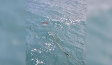 Kite Surfer Notices Stick In The Waves — Then Realizes Someone’s Stuck On The End