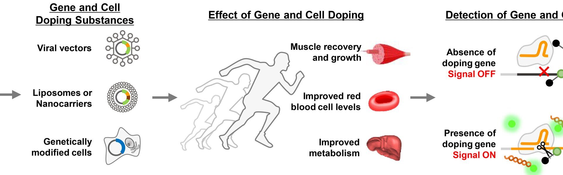 Analytical technique for gene and cell doping could ensure ethics and fairness in sports