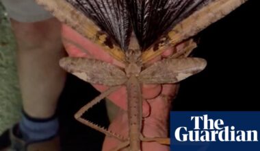 Supersized stick insect discovered in high-altitude trees in Australia | Insects