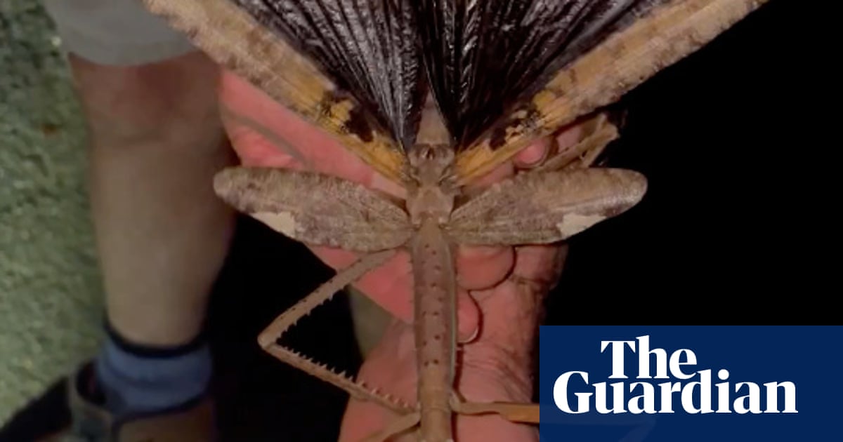 Supersized stick insect discovered in high-altitude trees in Australia | Insects