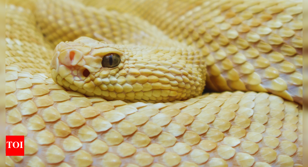 One snake per square metre: How the Snake Island turned no-go zone teeming with thousands of snakes |