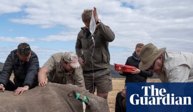 Rhino horns made radioactive to foil traffickers in South African project | Endangered species