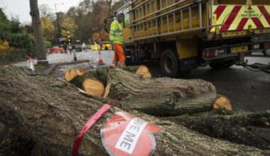 More apologies being made over Sheffield street tree scandal