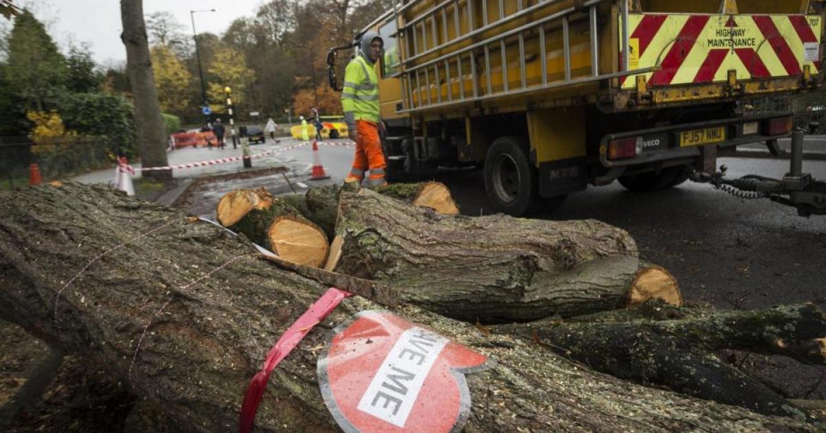 More apologies being made over Sheffield street tree scandal