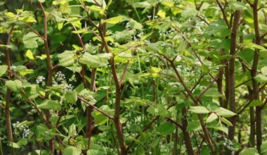 Newport and Vale of Glamorgan among Wales' knotweed hotspots