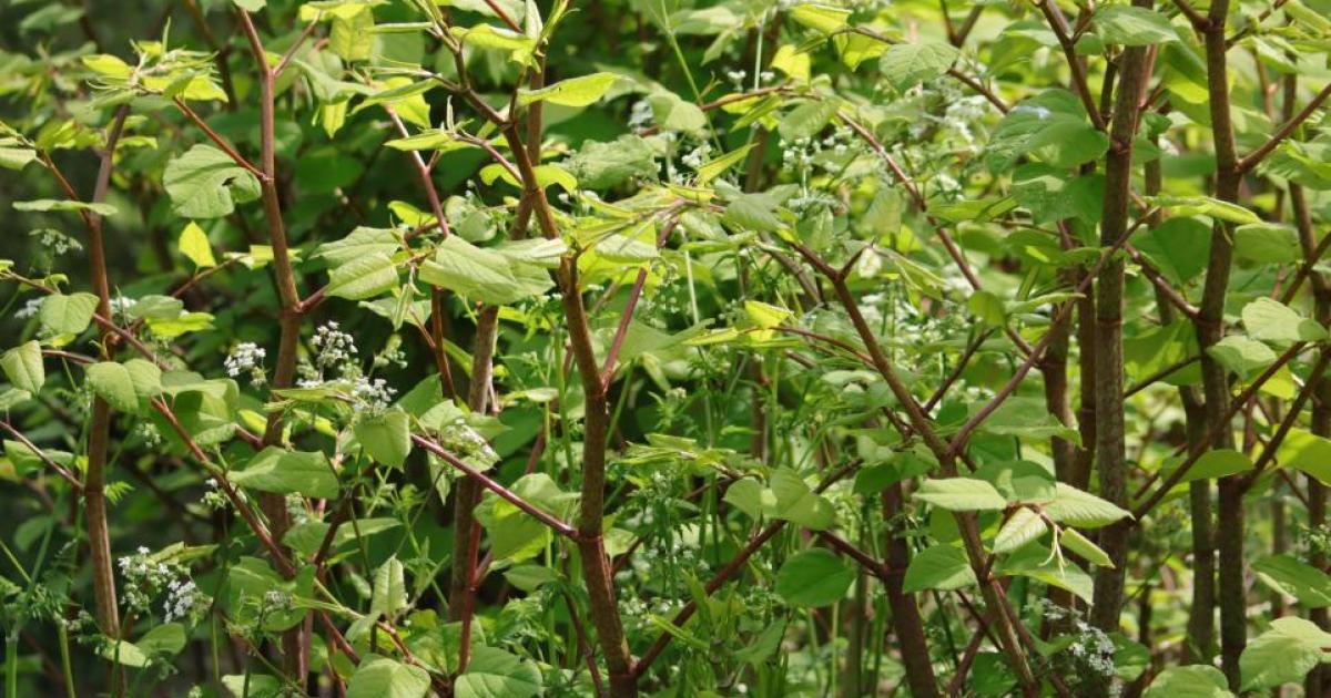 Newport and Vale of Glamorgan among Wales' knotweed hotspots