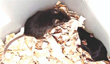 Nice to Know of Dad-Icated Mice Parents