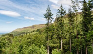 Forestry: 'Dismay' at lack of progress in woodland-creation pledge