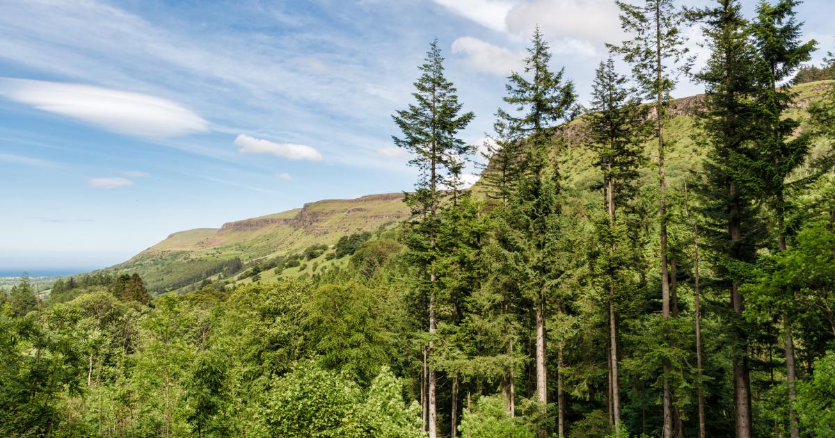 Forestry: 'Dismay' at lack of progress in woodland-creation pledge