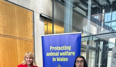 Wales is officially most animal-loving country in the UK