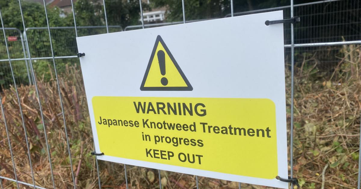 Work starts to banish invasive species from meadow near Norwich