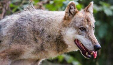 The Highland reserve where millionaire wants to release wolves