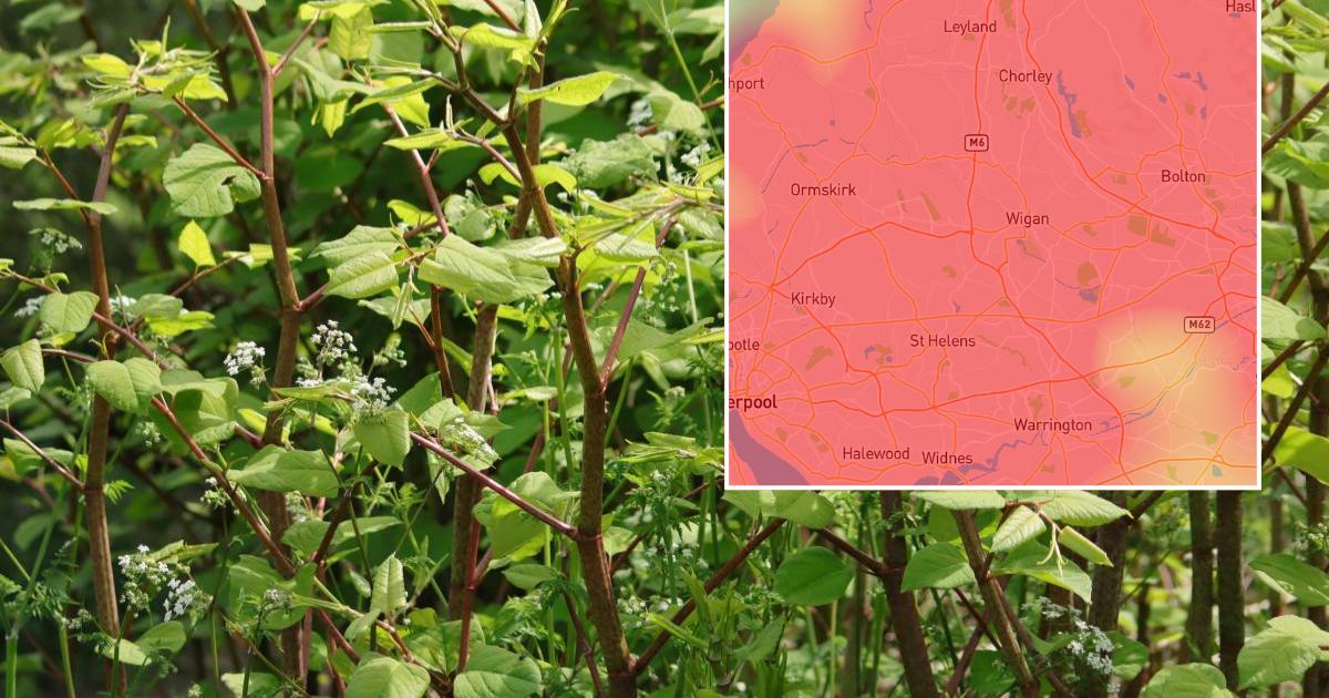 Bolton named as hotspot for Japanese knotweed plants