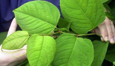 Japanese knotweed hotspots across Norfolk revealed