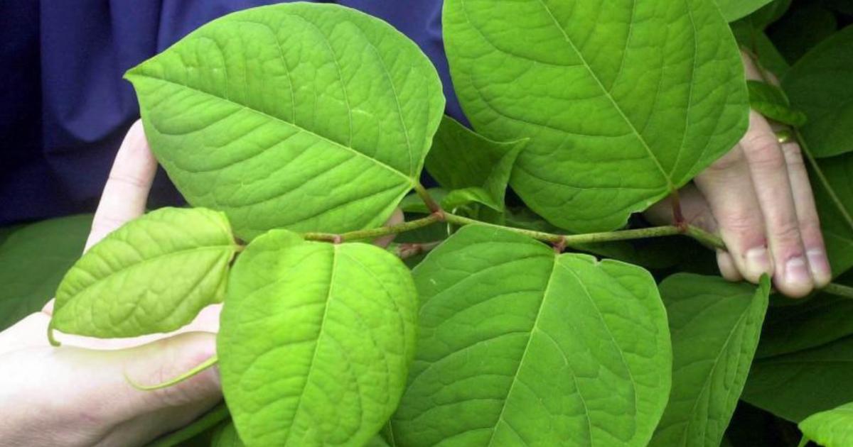 Japanese knotweed hotspots across Norfolk revealed