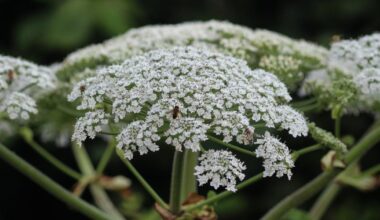 Warning over dangers of giant hogweed to humans and pets