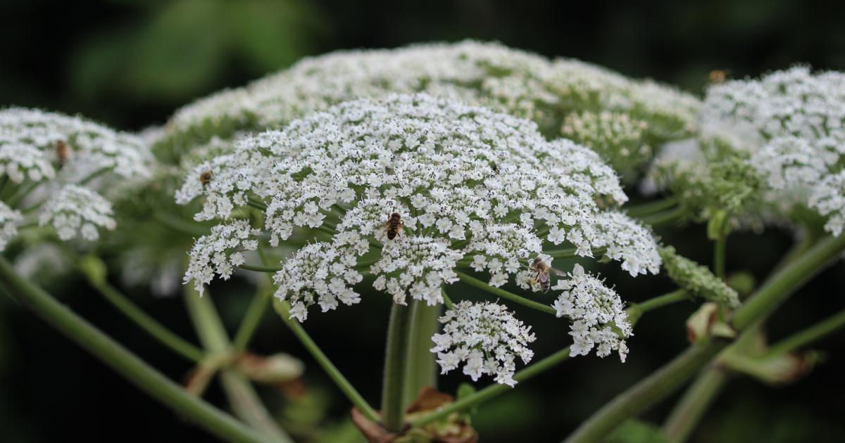 Warning over dangers of giant hogweed to humans and pets