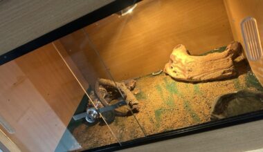 Mum adopts gecko from Spain after finding it in her suitcase