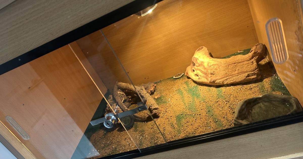 Mum adopts gecko from Spain after finding it in her suitcase