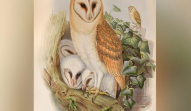 Rare first edition of John Gould's Birds in Tennants Auction