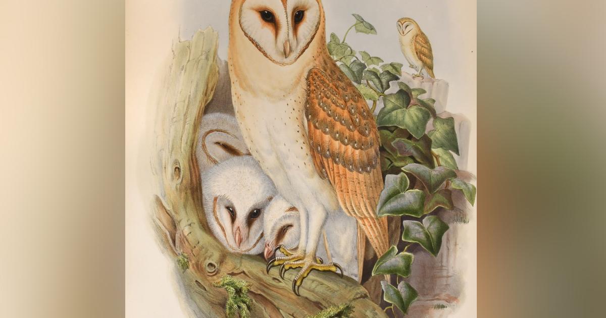 Rare first edition of John Gould's Birds in Tennants Auction