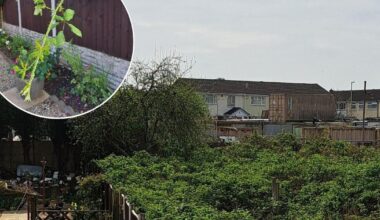 Halesowen woman’s battle against neighbour’s brambles
