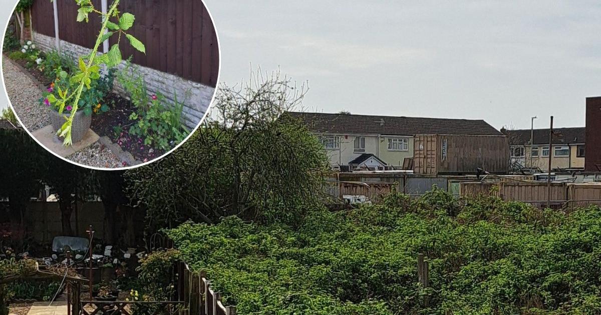 Halesowen woman’s battle against neighbour’s brambles