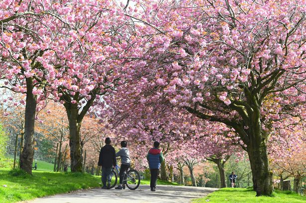 Cherry Blossom trees in full bloom at Wavertree Botanic Gardens