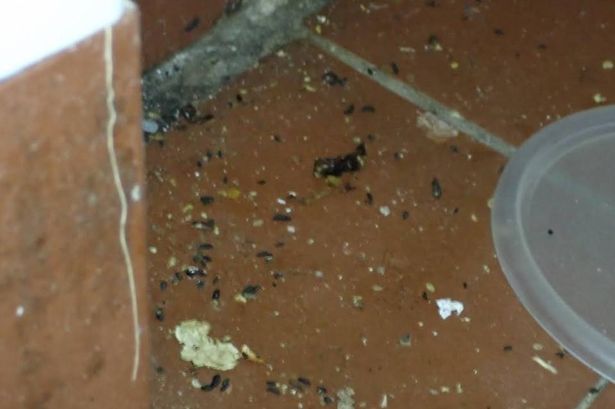 droppings on floor of restaurant