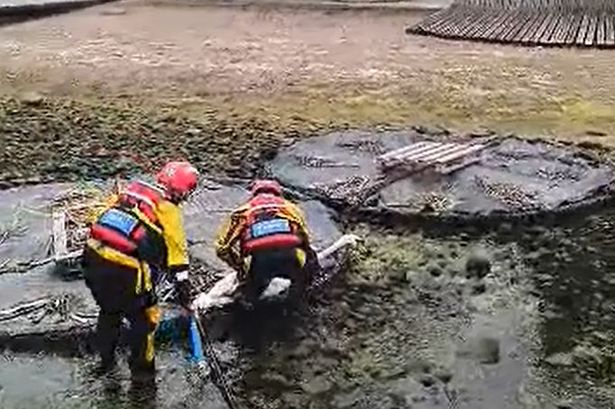 The swan was taken for veterinary care 