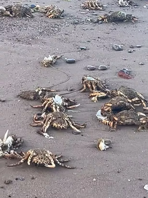 The dead spider crabs washed up on shore (Jam Press)
